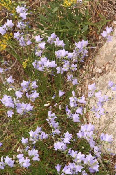 Trip (96).JPG - Wildflowers in Yellowstone National Park